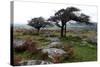 Two Windswept Trees, Near Hexworthy, Dartmoor, Devon, England, United Kingdom, Europe-David Lomax-Stretched Canvas