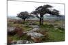 Two Windswept Trees, Near Hexworthy, Dartmoor, Devon, England, United Kingdom, Europe-David Lomax-Mounted Photographic Print