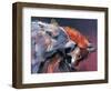 Two Wolves (Detail)-Mark Adlington-Framed Giclee Print