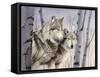 Two Wolves in the Birches-Rusty Frentner-Framed Stretched Canvas
