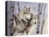 Two Wolves in the Birches-Rusty Frentner-Stretched Canvas