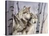 Two Wolves in the Birches-Rusty Frentner-Stretched Canvas