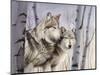 Two Wolves in the Birches-Rusty Frentner-Mounted Giclee Print