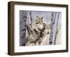 Two Wolves in the Birches-Rusty Frentner-Framed Premium Giclee Print