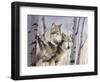 Two Wolves in the Birches-Rusty Frentner-Framed Premium Giclee Print