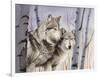 Two Wolves in the Birches-Rusty Frentner-Framed Giclee Print