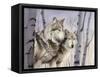 Two Wolves in the Birches-Rusty Frentner-Framed Stretched Canvas