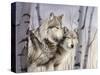 Two Wolves in the Birches-Rusty Frentner-Stretched Canvas