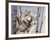 Two Wolves in the Birches-Rusty Frentner-Framed Giclee Print