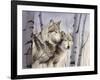 Two Wolves in the Birches-Rusty Frentner-Framed Giclee Print