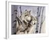 Two Wolves in the Birches-Rusty Frentner-Framed Giclee Print