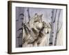 Two Wolves in the Birches-Rusty Frentner-Framed Giclee Print