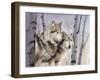 Two Wolves in the Birches-Rusty Frentner-Framed Giclee Print