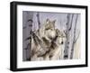 Two Wolves in the Birches-Rusty Frentner-Framed Giclee Print