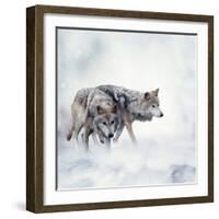 Two Wolves Walking in the Snow-Svetlana Foote-Framed Photographic Print