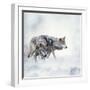 Two Wolves Walking in the Snow-Svetlana Foote-Framed Photographic Print