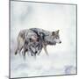 Two Wolves Walking in the Snow-Svetlana Foote-Mounted Photographic Print