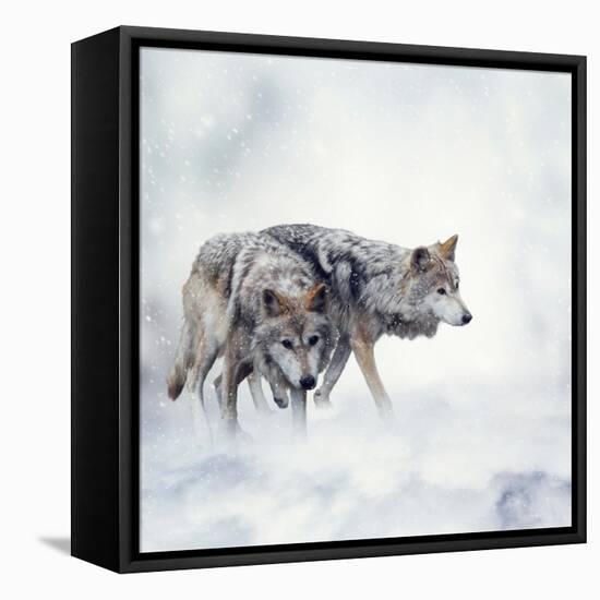 Two Wolves Walking in the Snow-Svetlana Foote-Framed Stretched Canvas