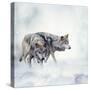 Two Wolves Walking in the Snow-Svetlana Foote-Stretched Canvas