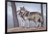 Two Wolves-Rusty Frentner-Framed Giclee Print