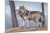 Two Wolves-Rusty Frentner-Mounted Giclee Print
