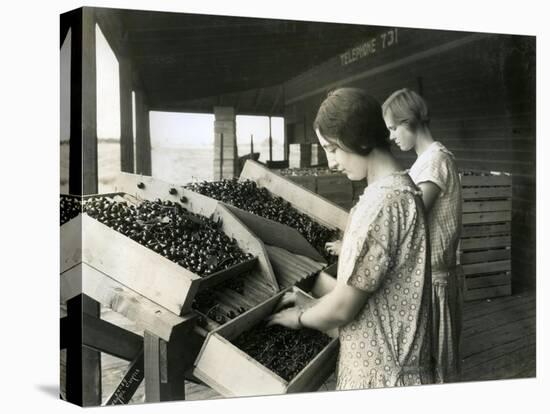 Two Women Packing Cherries (June 22, 1928)-Ashael Curtis-Stretched Canvas