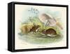 Two Wood Mice in the Undergrowth-Lizars-Framed Stretched Canvas