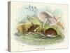 Two Wood Mice in the Undergrowth-Lizars-Stretched Canvas