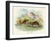 Two Wood Mice in the Undergrowth-Lizars-Framed Art Print