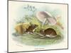 Two Wood Mice in the Undergrowth-Lizars-Mounted Art Print