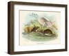 Two Wood Mice in the Undergrowth-Lizars-Framed Art Print