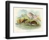 Two Wood Mice in the Undergrowth-Lizars-Framed Art Print