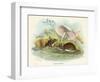 Two Wood Mice in the Undergrowth-Lizars-Framed Art Print