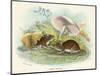 Two Wood Mice in the Undergrowth-Lizars-Mounted Art Print