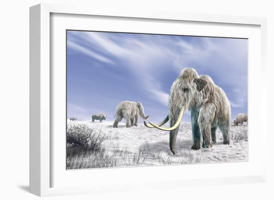 Two Woolly Mammoths in a Snow Covered Field with a Few Bison-null-Framed Art Print