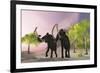 Two Woolly Mammoths Searching for Better Vegetation to Eat-null-Framed Art Print