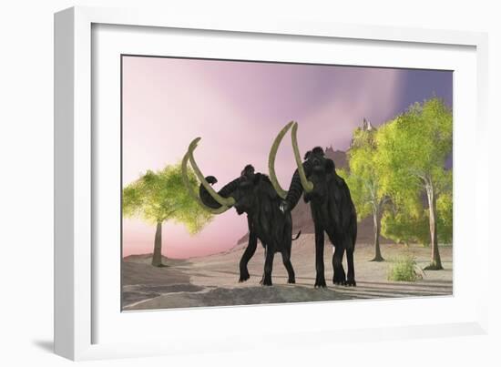 Two Woolly Mammoths Searching for Better Vegetation to Eat-null-Framed Art Print