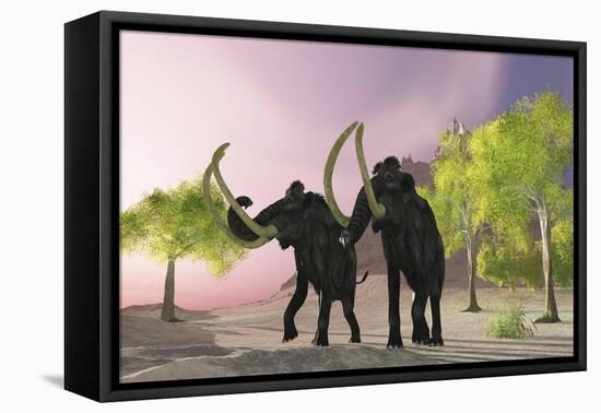 Two Woolly Mammoths Searching for Better Vegetation to Eat-null-Framed Stretched Canvas