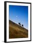 Two wranglers riding horses up a hill with full moon in background at blue hour-Sheila Haddad-Framed Photographic Print