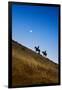 Two wranglers riding horses up a hill with full moon in background at blue hour-Sheila Haddad-Framed Premium Photographic Print