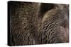 Two Year Old Brown Bear in Katmai National Park-Paul Souders-Stretched Canvas