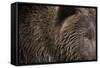 Two Year Old Brown Bear in Katmai National Park-Paul Souders-Framed Stretched Canvas