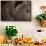 Two Year Old Brown Bear in Katmai National Park-Paul Souders-Framed Stretched Canvas displayed on a wall