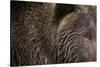 Two Year Old Brown Bear in Katmai National Park-Paul Souders-Stretched Canvas