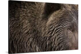 Two Year Old Brown Bear in Katmai National Park-Paul Souders-Stretched Canvas