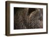 Two Year Old Brown Bear in Katmai National Park-Paul Souders-Framed Photographic Print