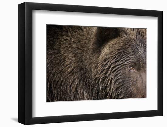 Two Year Old Brown Bear in Katmai National Park-Paul Souders-Framed Photographic Print