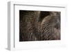 Two Year Old Brown Bear in Katmai National Park-Paul Souders-Framed Photographic Print