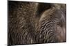 Two Year Old Brown Bear in Katmai National Park-Paul Souders-Mounted Photographic Print