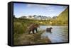 Two Year Old Grizzly Bears on Riverbank at Kinak Bay-Paul Souders-Framed Stretched Canvas